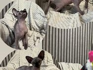 Canadian Sphynx Kitten - Euskirchen