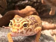 Leopardgecko - Elchingen