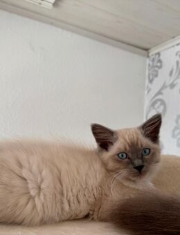 Ragdoll Kitten noch 1 Kater - Wahlstedt