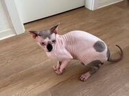 Sphynx Kater - Düsseldorf