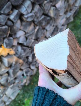 Brennholz Buche 1 RM / 100€ - Aarbergen