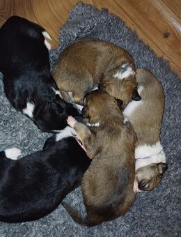 Golden Retriever Mix / Border Collie welpen - Weikersheim