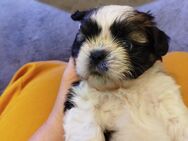 Donna Shih- Tzu Welpe Hündin - Stuhr