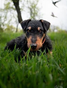 Bobi sucht sein Für-Immer-Zuhause - Enger (Widukindstadt)
