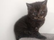 Katzen Babys - Castrop-Rauxel