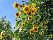 Samen Extra große Sonnenblumen Sonnenblume Einfache Riesen Sonnen Sonnenblumensamen Saatgut sehr große Blume Pflanze Hingucker gelb viele Blüten Saatgut Schmetterlingsmagnet - Pfedelbach