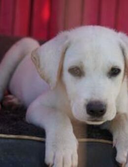 Familienhund - Labrador Mischling - Schlitz