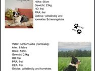 Wurfankündigung Aussie/Border Collie - Tholey