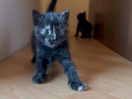 Baileys Glückskatze Katze, Kitten abzugeben - Höchst (Odenwald)