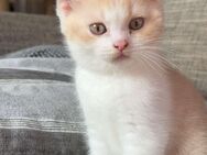 BKH Kitten - Kalefeld