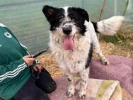 Zottelchen Alfons sucht ein Zuhause - München