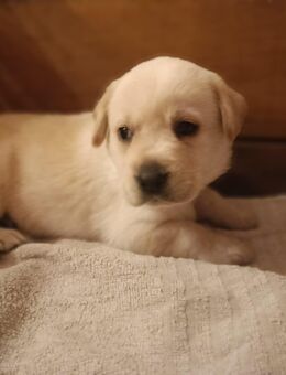 🐾 Reinrassige Labrador Welpen in liebevolle Hände abzugeben 🐾 - Suhlendorf