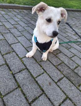 Daria sucht ihr kuscheliges Bettchen - Neuberg