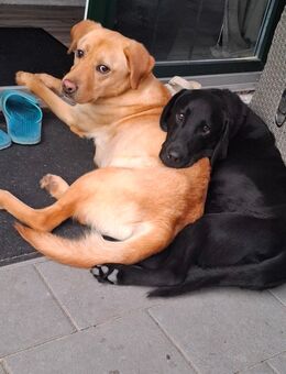 Labrador w/m - Norden