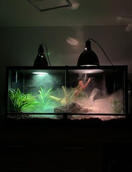 Kornnatter mit Terrarium - Schwanau