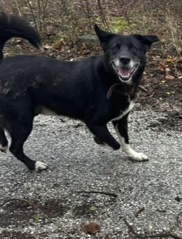 ÄUSSERST sozialer fröhlicher SAMMY ♥️ - München