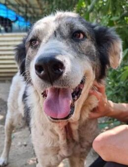 DIANA- ruhig und freundlich - Kallmünz