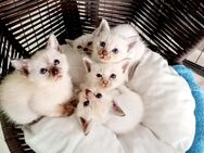 Heilige birma /Siam Mix Kitten - Overath