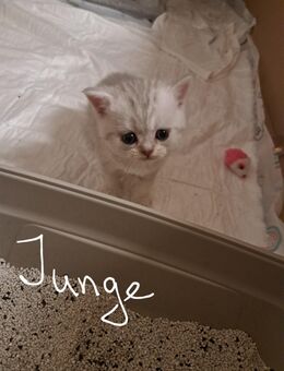 Britisch Kurzhaar - Duisburg