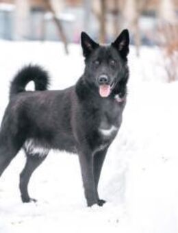 GUINESS- sucht aktive Familie - Mainhardt