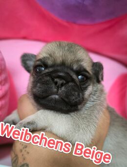 Mops Welpen mit Ahnentafel - Oberkirn