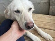 Soraya, 3 Jahre, zweite Chance gesucht - Schwalmtal (Nordrhein-Westfalen)