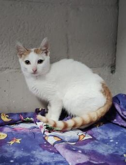 Jascha aus dem Tierschutz - Grevenbroich