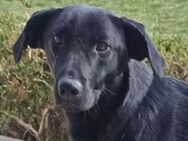Hundejunge ALBERT - Gefrees