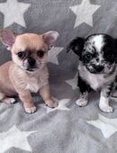 Wunderschöne einzigartige Chihuahua Welpen in 47829