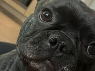 Französische Bulldogge - Sande
