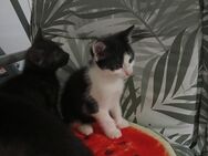 2 süße Babykatzen - Thalmassing