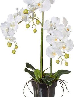 Kunstpflanze Orchidee, Creativ green, Höhe 62 cm