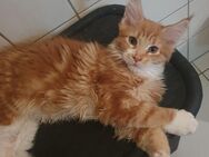 Maine coon Katerchen xxl - Gerolstein