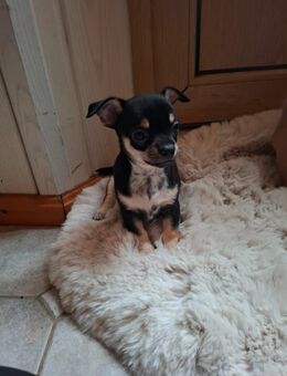 Süßer Chihuahua Welpen sucht ein schönes Zuhause - Rostock