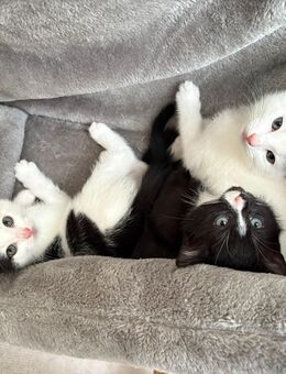 Raupen Nimmersatt - Eisenhüttenstadt