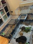 Zwerg Widder Kastrat und Zwerg Mix Häsin in 31812