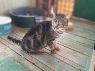Tigger, liebenswerter Dauerschnurrer, 8J - Vaterstetten