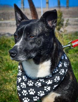 Zselyke wartet seit 4 Jahren im Tierheim - Velbert