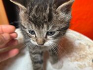Kleiner Kater abzugeben - Pegau Kitzen
