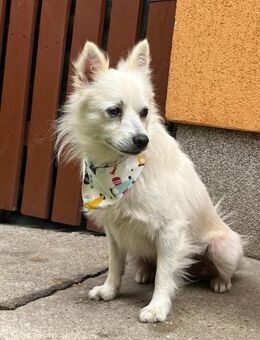 Gino - schüchterner Spitz sucht Zuhause - Chemnitz