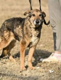 Suzy, neugierige Hundeomi, ca. 13 Jahre - Vaterstetten