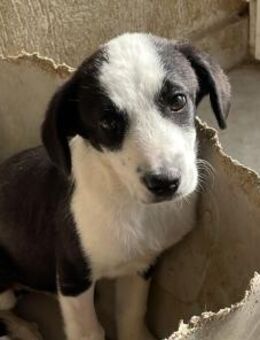LOKI - sucht Liebe & Streicheleinheiten! - Velbert