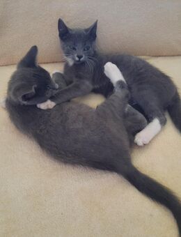 BKH-Mix, grau-blau u. weißen Pfoten, Kitten, Kater, Geschwister, Babykatze, 12 Wochen alt - Brilon