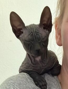 Sphynx junger Kater - Berlin Marzahn-Hellersdorf