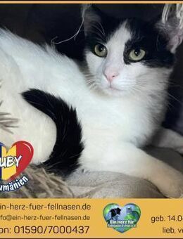 Calin träumt von einem eigenen Zuhause! - Waakirchen