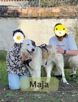 MAJA, w., kastr., Mastin Español, 70 cm - Sipplingen