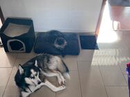 Gut erzogenen und Liebevollen Siberian Husky - Aidlingen