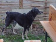 Bordercollie Schäferhund Mix - Hackenheim
