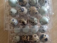 Wachtel Eier ( Speise o. Bruteier ) 12st Paket 3 Euro - Milmersdorf