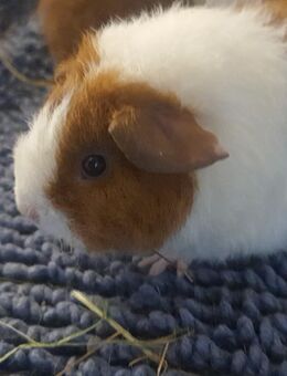 Meerschweinchen Weiblich - Mülheim (Ruhr)